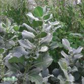 SALIX TRÄD OCH BUSKAR - lanata ullvide Zon 1-8. Höjd ca 1 m, bredd ca 1 m. Buske med knotiga grenar. Stora, filthåriga knoppar. Fina, silvergrå, ludna, runda blad.