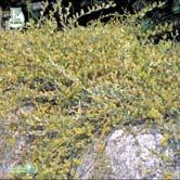 TRÄD OCH BUSKAR SALIX - SAMBUCUS - - 'Grey Carpet' E krypvide Zon 1-5. Höjd 0,1-0,2 m, bredd 2 m. c/c 1 m. Grågrönt bladverk. I övrigt samma egenskaper som S.