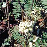 SORBUS TRÄD OCH BUSKAR - decora praktrönn Zon 1-6. Höjd ca 5 m, bredd ca 5 m. Praktrönnens knoppar är mycket stora, nästan svarta och klibbiga som hos hästkastanj.