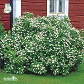Mångsidigt användbar rönn som med sin annorlunda fruktfärg och goda härdighet är ett intressant tillskott i rönnsortimentet.