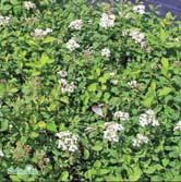 Rikligt med små vita blommor i små klasar på fjolårsskotten. Friväxande häck, grupp, solitär. - - 'Grefsheim' E norskspirea Zon 1-6. Höjd 1-1,5 m, bredd 1-1,5 m. c/c 1 m.