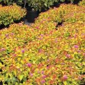 TRÄD OCH BUSKAR SPIRAEA - - MAGIC CARPET ('Walbuma'*) praktspirea Zon 1-4. Höjd ca 1 m, bredd 0,8-1 m.