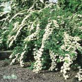 Bred rund buske med upprätta grenar. Karminröda blommor i välvda samlingar på årsskotten i juli-september.