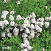 - - 'Snowmound' girlandspirea Zon 1-4. Höjd 0,8-1,2 m, bredd 1-1,2 m. c/c 0,75 m.