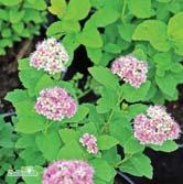 - splendens amerikansk praktspirea Zon 1-4. Höjd 0,6-0,8 m, bredd 0,5-0,8 m. c/c 1 m.