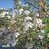 Buske med sicksackväxande grenar. Vita blommor i mångblommiga, rundade klasar i maj-juni. Tål skugga.