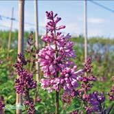 SYRINGA TRÄD OCH BUSKAR - x josiflexa 'Royalty' hybridsyren Zon 1-6. Höjd 2-4 m, bredd 2-4 m. Stora lila blommor. Rotäkta.