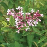 TRÄD OCH BUSKAR SYRINGA - pubescens ssp. microphylla 'Superba' småbladig syren Zon 1-4. 0,8-1,5 m, bredd 0,8-1,5 m. Upprätt, graciöst växande buske.