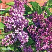 Mäktiga klasar av vita, dubbla blommor som är lätt rosatonade i kanterna. En riktig skönhet!