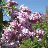 'Katherine Havemeyer' syren Zon 1-4. Höjd 2-4 m, bredd 4-5 m.