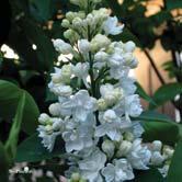 TRÄD OCH BUSKAR SYRINGA - TAMARIX - - 'Mme Lemoine' syren Zon 1-5. Höjd ca 3 m, bredd 4-5 m.