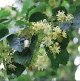 TILIA TRÄD OCH BUSKAR TILIA - cordata skogslind Zon 1-5. Höjd 20-25 m, bredd 10-15(-20) m. Skogslinden finns vildväxande i Sverige upp till Ångermanland.