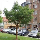 ACER TRÄD OCH BUSKAR - griseum kopparlönn Zon 1-3. Höjd 4-5 m, bredd 4-6 m. Vackert, långsamväxande träd. Rödorange höstfärg. Glänsande, kopparfärgad bark gör trädet särskilt värdefullt på vintern.