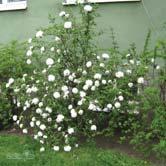 VIBURNUM TRÄD OCH BUSKAR - x burkwoodii hybridolvon Zon 1-4. Höjd 1-2 m, bredd 2-3 m. Upprätt, vintergrön buske med luftigt växtsätt.