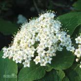 Höjd 2-3 m, bredd 2-3 m. Upprätt buske med fint växtsätt och vit blomning i maj. Mörkgröna, äggformade blad med hjärtformad bas.