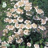 Busk C5 Sol 80-100 C Sol 100-125 K Viburnum opulus FK TOPPMYRA E skogsolvon Zon 1-5 (6). Höjd 2-3 m.