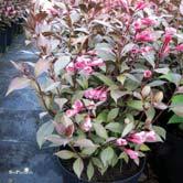 TRÄD OCH BUSKAR WEIGELA - - 'Victoria' rosenprakttry Zon 1-3. Höjd ca 1 m, bredd 1-1,5 m. Brunröda blad.