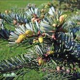ABIES - CHAMAECYPARIS BARRVÄXTER - veitchii fujigran Zon 1-4. Höjd 12-15 m, bredd 4-6 m. Kägelformat växtsätt.