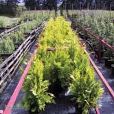 BARRVÄXTER CHAMAECYPARIS - - 'Ivonne' ädelcypress Zon 1-3. Höjd 5-7 m, bredd 2-3 m. Kompakt, konformat växtsätt. Guldgula barr som håller färgen fint över vintern.