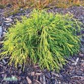 CHAMAECYPARIS - GINKGO BARRVÄXTER - - 'Sungold' ärtcypress Zon 1-2. Höjd 1,5-2 m. En gul ärtcypress med bollformigt kompakt växtsätt. Klarar soliga lägen relativt väl.