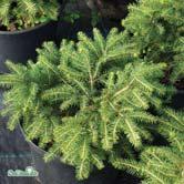 BARRVÄXTER PICEA - - 'Little Gem' gran Zon 1-4. Höjd 0,3 m, bredd 1 m. Dvärgform av P. a. 'Nidiformis'. Kompakt, kuddliknande växtsätt. Mycket tunna, korta och fräscht gröna barr.