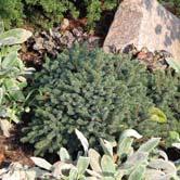 PICEA BARRVÄXTER - - 'Echiniformis' vitgran Zon 1-5. Höjd 0,6-0,8 m, bredd ca 1 m. Långsamväxande, tät, halvklotformad gran.