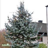 BARRVÄXTER PICEA - PINUS - - - 'Hoopsii' blågran Zon 1-6. Höjd 12-15 m, bredd 5-7 m. Tät, kägelformig gran med vackert regelbundet växtsätt. Blågrå, silvriga barr. Trivs i sol och näringsrik jord.