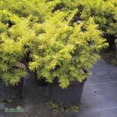 TAXUS BARRVÄXTER - - 'Summergold' idegran Zon 1-5. Höjd 0,6-1 m, bredd 1-2 m.