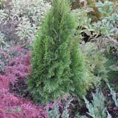 BARRVÄXTER THUJA - - 'Smaragd' tuja Zon 1-5. Höjd 3-5 m, bredd 1-1,8 m. Tätt, konformigt, regelbundet växtsätt.