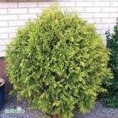 THUJA BARRVÄXTER - - 'Golden Globe' tuja Zon 1-4. Höjd 1-1,5 m, bredd 1-1,5 m.