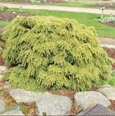 40-50 C 50-60 C 60-80 C 80-100 C 100-125 K - - 'Jeddeloh' hemlock Zon 1-4. Höjd 0,5-1 m, bredd 0,5-1 m.