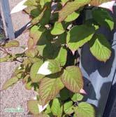 KLÄTTERVÄXTER ACTINIDIA - CELASTRUS ACTINIDIA - kolomikta kameleontbuske Zon 1-5. Höjd 2-3 m. Svagt slingrande tvåbyggare som behöver bindas upp.