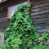 A-kv C ARISTOLOCHIA - macrophylla pipranka Zon 1-5. Höjd 5-7 m. Härligt frodig, kraftigväxande slingerväxt. Kräver stöd. Stora hjärtformade blad med gröngul höstfärg.
