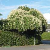 KLÄTTERVÄXTER FALLOPIA - HEDERA FALLOPIA Fallopia är ett släkte av slingerväxter som trivs i sol till lätt skugga. Blommar dock bäst i full sol.