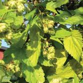Upp till 12 cm långa blad på 15 cm långa bladskaft. Matt mörkgrön med ofta rödbrun vinterfärg. Snabbväxande. Halvskugga-skugga. Utmärkt marktäckare.