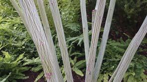 ACER - AESCULUS TRÄD OCH BUSKAR - tegmentosum FK JOUTSA manchurisk strimlönn Zon 1-4(5) Höjd 3-5 m. Bredd 3-5 m. Härligt friskt gröna flikiga blad men det som är utmärkande är den vitstrimmiga barken.