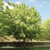 TRÄD OCH BUSKAR AESCULUS - ALNUS - - Baumannii fylldblommig hästkastanj Zon 1-3. Höjd 12-15 m, bredd 8-10 m. Kronbyggnaden är karakteristisk med sina länge rakt uppåtriktade huvudgrenar.