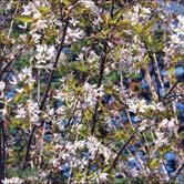 Höjd 2,5-3 m, bredd 1,5 m. c/c 1 m. En smalt upprättväxande buske med vit blomning, riklig fruktsättning och lysande, gul höstfärg. Enhetlig. Vill gärna ha sol.