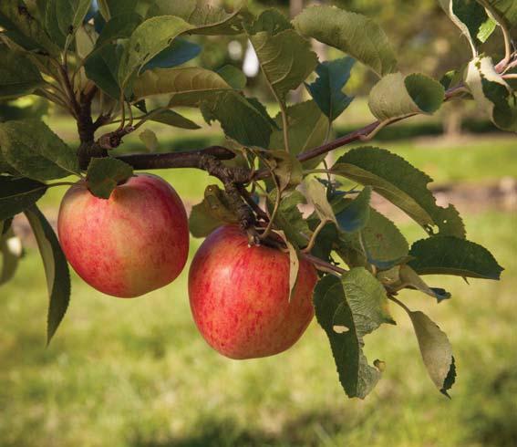 ÄPPLE - PÄRON FRUKT OCH BÄR FÄRG ZON MOGNADSTID - - 'Oranie' E ljusgrön/gulvit, lättodlad 1-5 sep-okt 1##1 - - 'P. J.