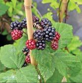 BJÖRNBÄR - BJÖRNBÄRSHYBRIDER FRUKT OCH BÄR BJÖRNBÄR Rubus Björnbär-Gruppen Björnbär trivs bäst i full sol och lätt, väldränerad, mull- och näringsrik jord.