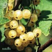 FRUKT OCH BÄR VINBÄR - VINDRUVA - - 'Vit Jätte' E vita vinbär Zon 1-4. Stora bär på långa klasar. God frisk smak. Ger hög skörd. Mognar sent.