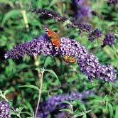 BUDDLEJA TRÄD OCH BUSKAR - - NANHO BLUE ('N. Petite Indigo') syrenbuddleja Zon 1-2.