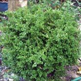 TRÄD OCH BUSKAR BUXUS - CALLUNA BUXUS Buxbom är utmärkt till formklippning och låga häckar. Den är städsegrön och blir därför vackrast där den skyddas från hårda vindar.
