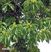 CASTANEA - CATALPA TRÄD OCH BUSKAR CASTANEA - sativa äkta kastanj Zon 1(2). Höjd 12-15 m, bredd 12-15 m. Bred, skärmformig krona med grova grenar.