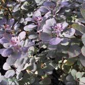 Som arten men med mörkröda blad och gulröda blomsamlingar i juni. 40-50 C3,5 Sol 80-100 C Sol 100-125 K Sol 125-150 K - 'Grace' perukbuske Zon 1-3(4).