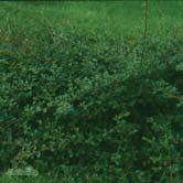 TRÄD OCH BUSKAR COTONEASTER - CRATAEGUS - - 'Skogholm' skogholmsoxbär Zon 1-3. Höjd 1 m, bredd 2 m. c/c 0,8 m. Relativt kraftigväxande, marktäckande buske. Massplanteringar.