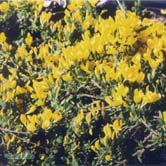 CYTISUS - DAPHNE TRÄD OCH BUSKAR CYTISUS Upprätta eller krypande buskar med gröna grenar. Små blad utan höstfärg.