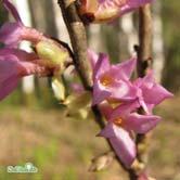 TRÄD OCH BUSKAR DAPHNE - DEUTZIA - mezereum tibast Zon 1-7. Höjd ca 1 m, bredd ca 1 m. Karminrosa, starkt doftande blommor på bar kvist tidigt på våren. Röda bär. Solitär, grupper.