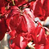 Tål industrimiljö. EUONYMUS Lövfällande arter av benved är allra skönast på hösten. Då hänger frukter i lysande färger ner från grenarna och bladen får sprakande hösttoner.