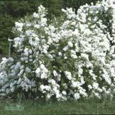 40-50 C3,5 50-60 C3,5 Sol 80-100 C Sol 100-125 K Sol 125-150 K Sh 100-120 C EXOCHORDA - 'The Bride' liten pärlbuske Zon 1-3. Höjd 1-1,5 m, bredd 1-2 m. c/c 1-1,5 m. Buske med överhängande grenar.